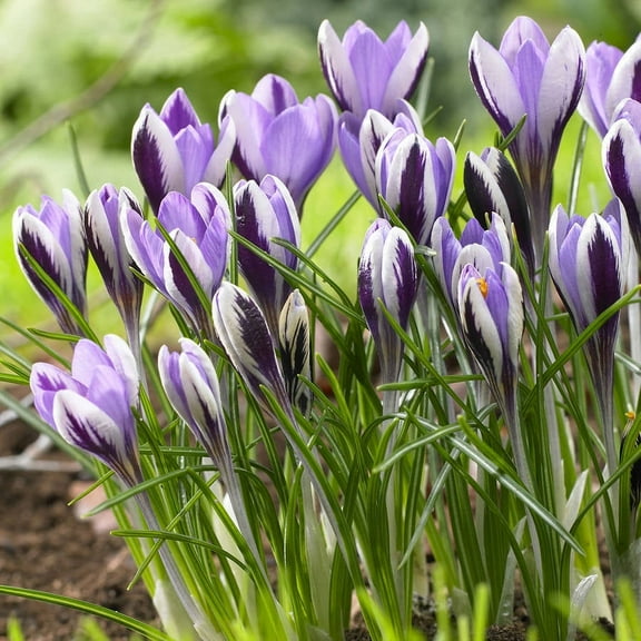 Van Zyverden Crocus Spring Beauty Set of 25 Bulbs Purple Part Sun