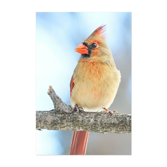 Female Cardinal on a winter morning - Photography Bird Wildlife Nature Animal Forest Woodland Scenic Unframed Wall Art Print 4 x 6 inches