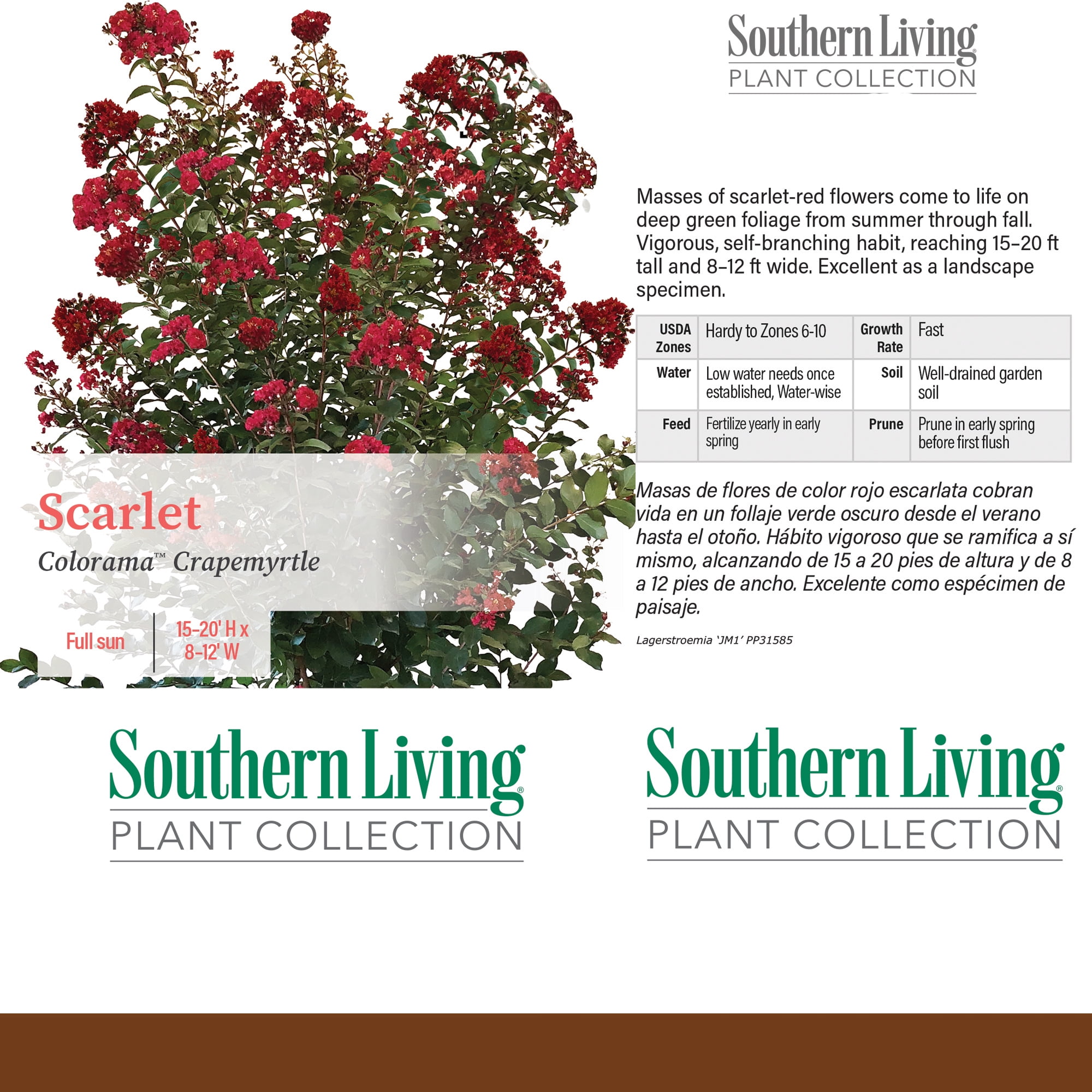 Southern Living Crape Myrtle Colorama Scarlet Live Shrub in 5-Gallon Grower