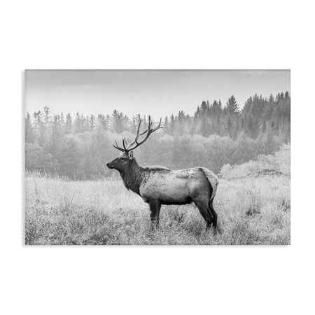 Stupell Industries Stoic American Elk Landscape & Nature Photography Wrapped Canvas Art Print Wall Art 24 x 16