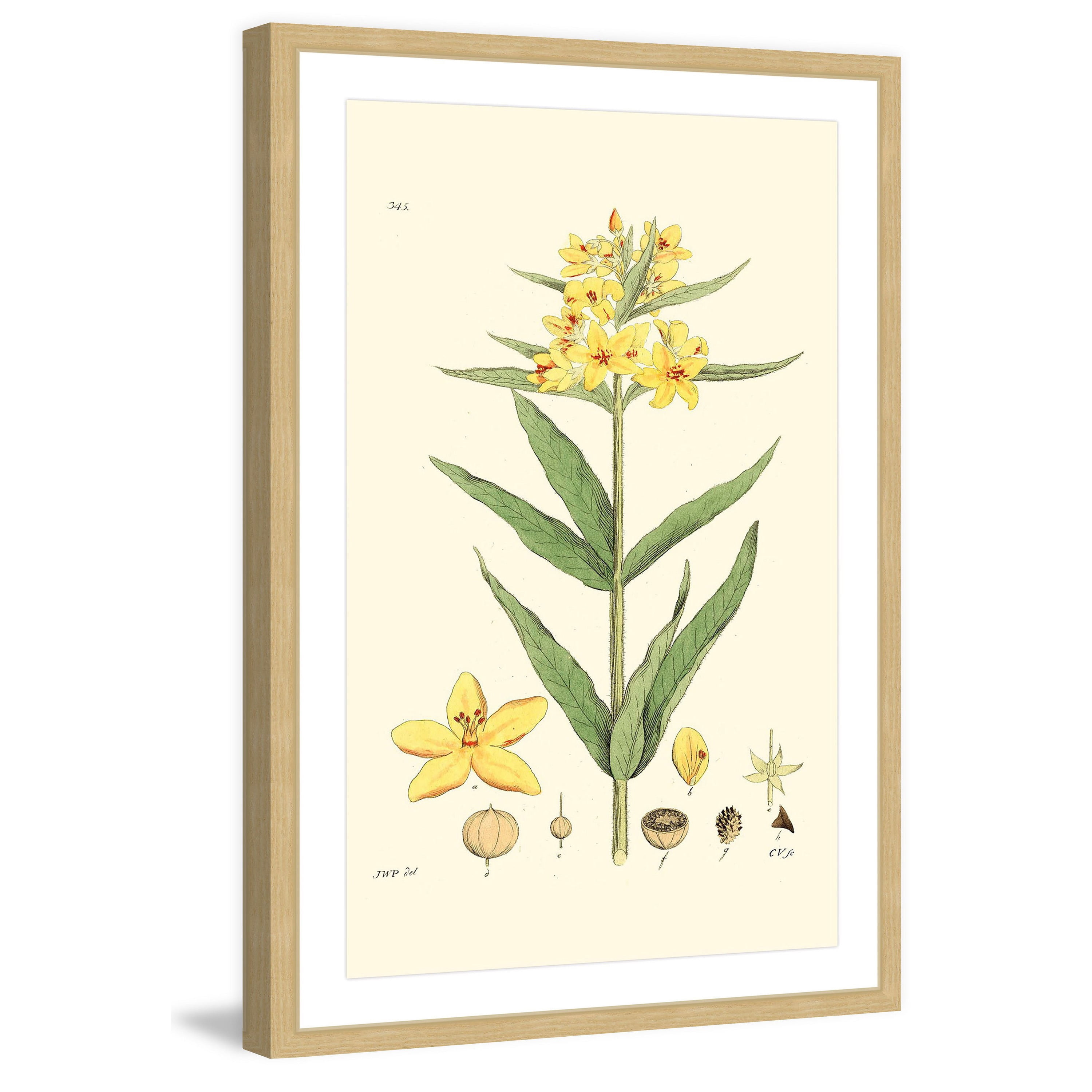 "Antique Floral VIII" Framed Painting Print