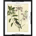thumbnail image 5 of Art.com Catesby Bird and Botanical I Art Print by Mark Catesby, Black Frame Wall Art, 17" x 21", 5 of 5