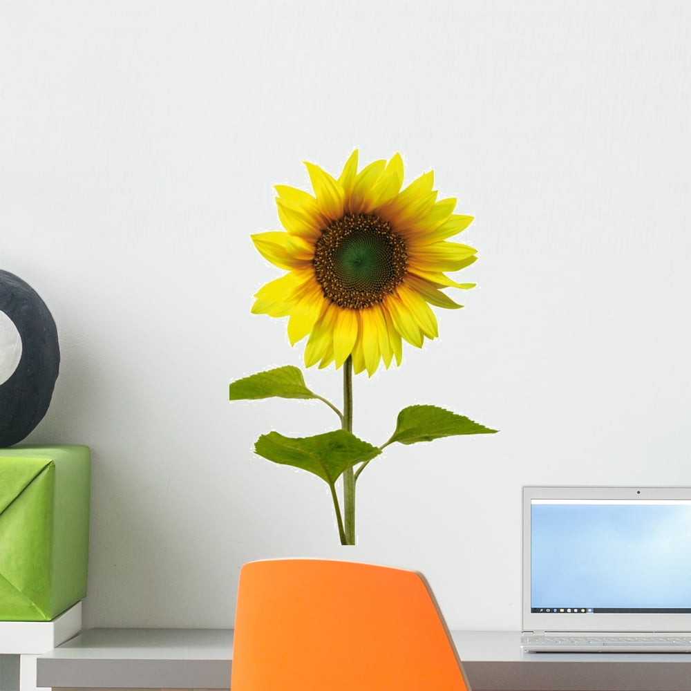 Yellow Sunflower White Wall Decal by Wallmonkeys Peel and Stick Graphic (18 in H x 12 in W