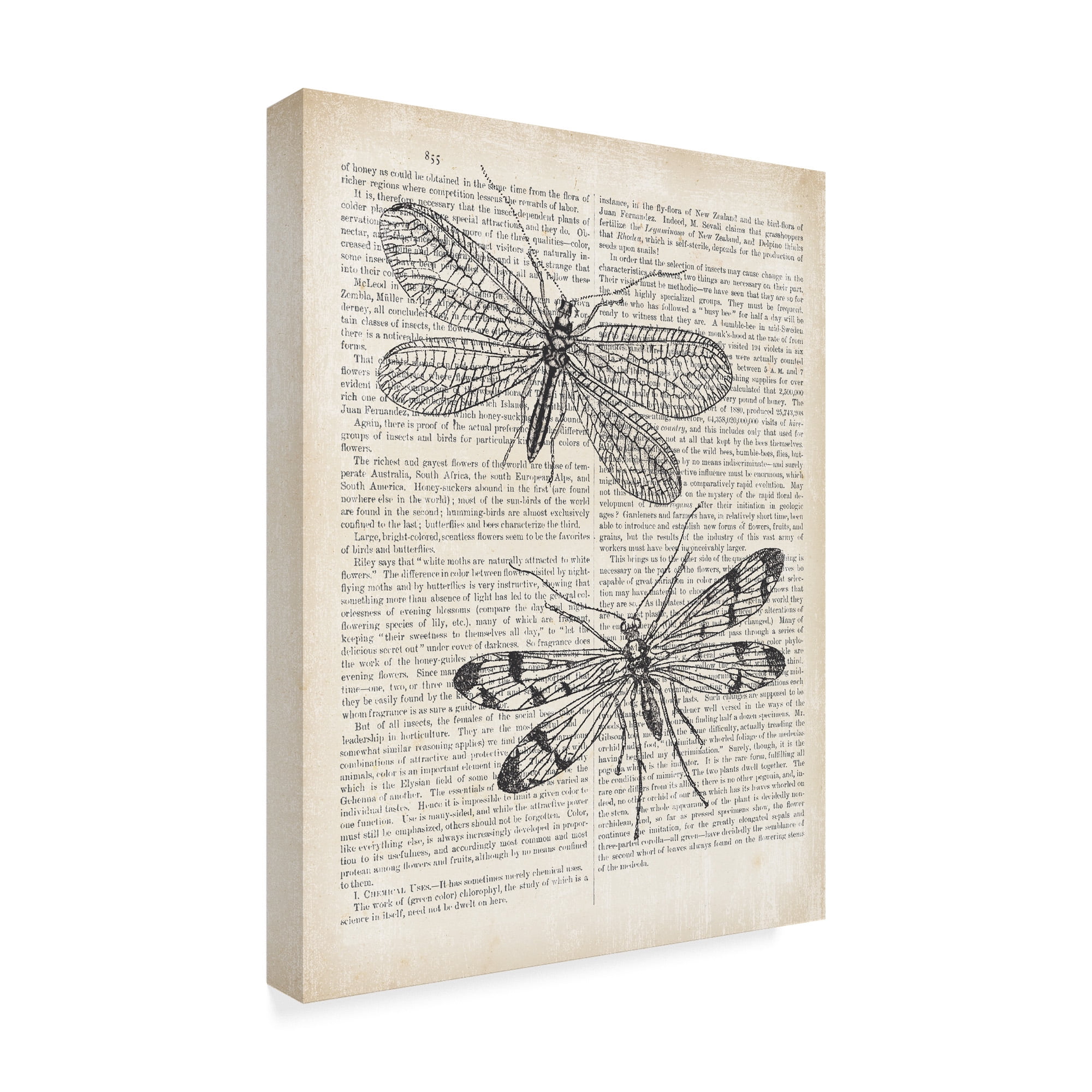 Trademark Fine Art 'Vintage Dragonflies on Newsprint' Canvas Art by Wild Apple Portfolio