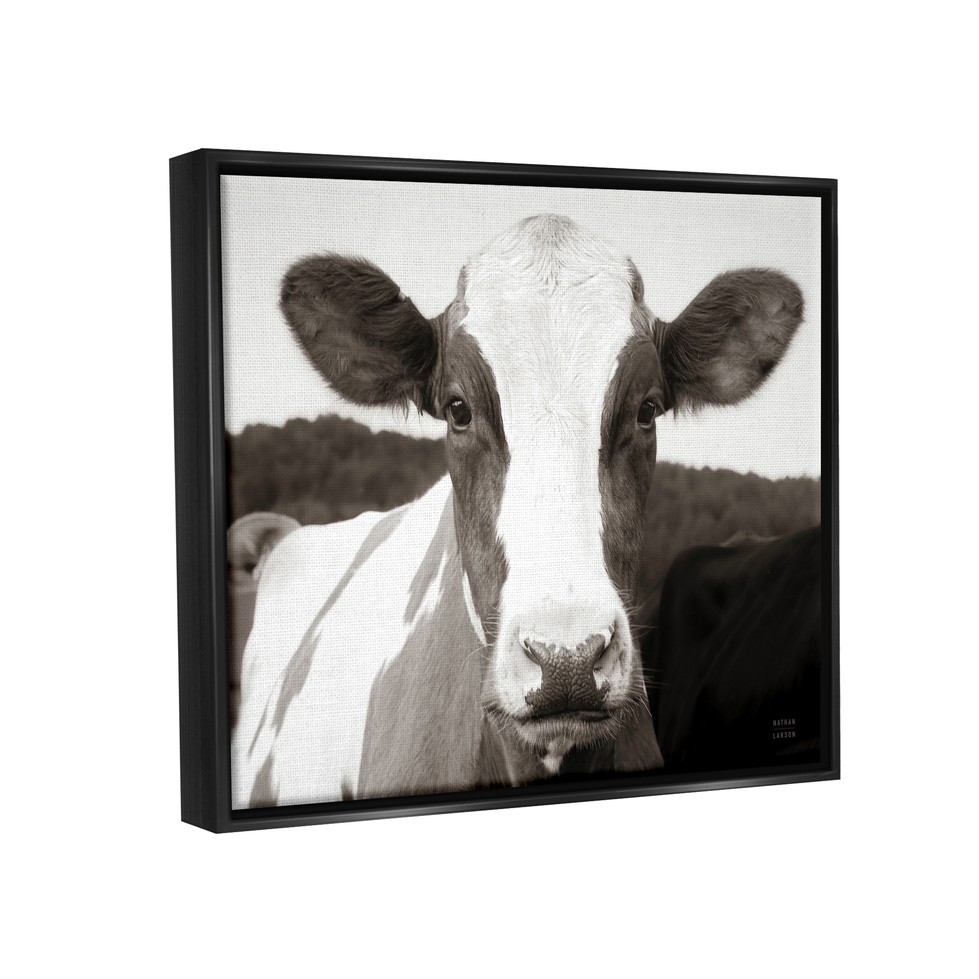 Stupell Industries Cow Portrait Farm Landscape Animals & Insects Photography Black Floater Framed Art Print Wall Art, 31 x 25