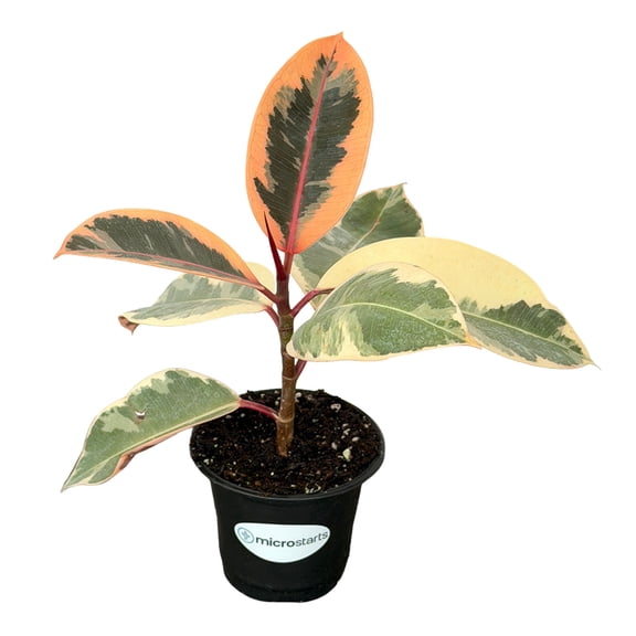 MicroStarts Live Tineke Rubber Plant - 1 Ficus Plant in 4 inch pot