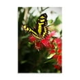 thumbnail image 2 of Gango Home Decor Baird's Swallowtail II by Alan Hausenflock (Printed on Paper); One 24x36in Fine Art Paper Giclee Print, 2 of 4