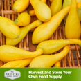 thumbnail image 6 of 3 packs Crookneck Squash Seed - Yellow Crooked Neck Summer Squash - Non-GMO Heirloom Annual Full Sun, 6 of 6