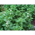 thumbnail image 3 of 500 Graines de Menthe Verte (Menthe Anglaise) Mentha Spicata Herbe Fleur, 3 of 4
