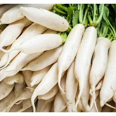 Japanese Daikon Radish Seeds for Planting - 100 Heirloom Non GMO Seeds - Full Planting Instructions to Plant & Grow a Home Vegetable Garden (1 Pack)