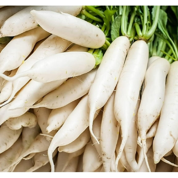 Japanese Daikon Radish Seeds for Planting - 100 Heirloom Non GMO Seeds - Full Planting Instructions to Plant & Grow a Home Vegetable Garden (3 Packs)