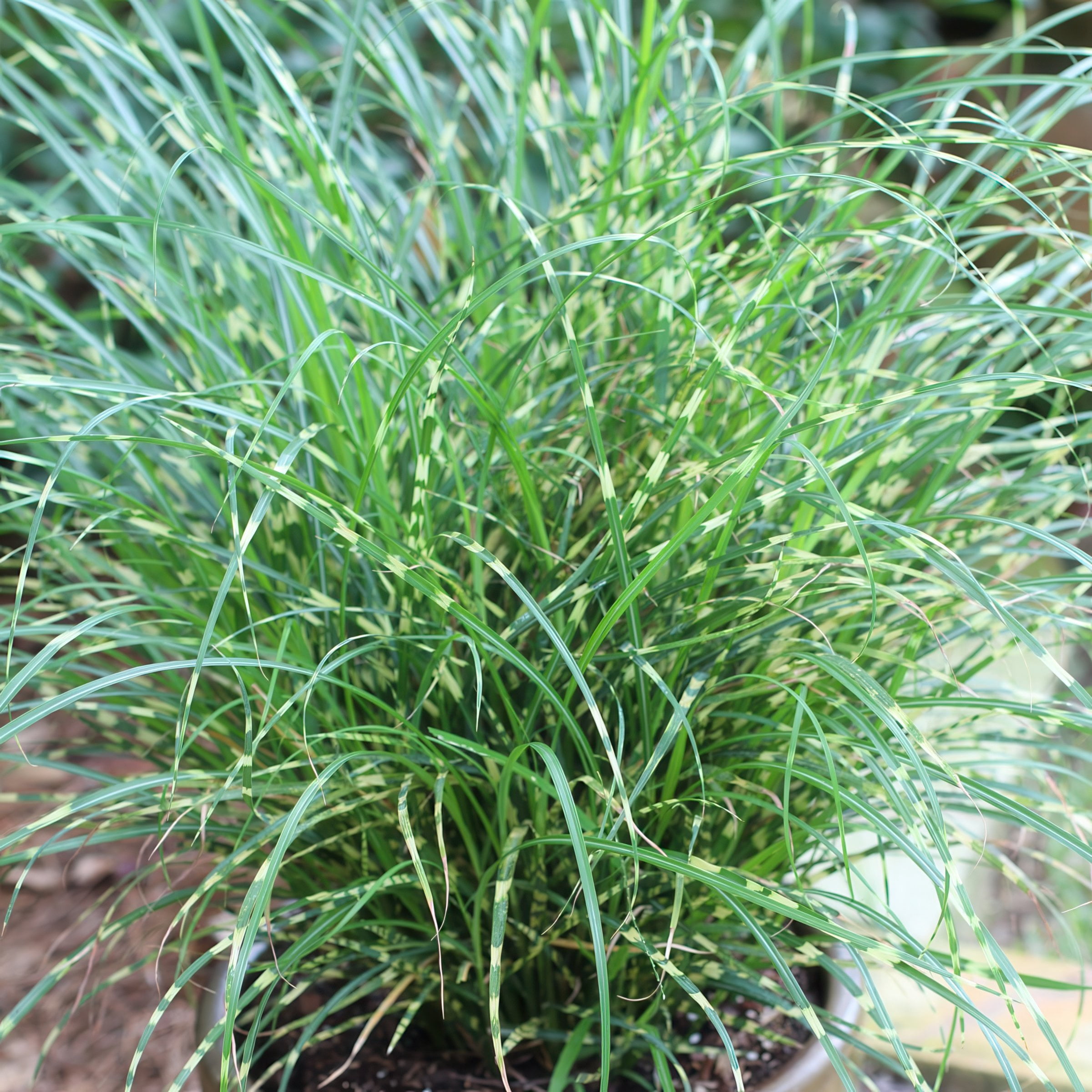 4 in. Miscanthus Bandwidth Dwarf Maiden Live Ornamental Grass (3-Pack)
