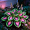 C, variant on Decorative Hosta—Stunning Clump-Forming—Simply Beautiful Flowering for Enhanced Garden Aesthetics—Year-Round Ornamental