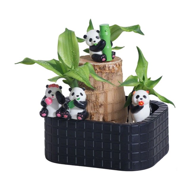 Desktop Ornament,Brazilwood Easy To Grow Indoor Tabletop Hydroponic Planter Green For Home And,Home Decor