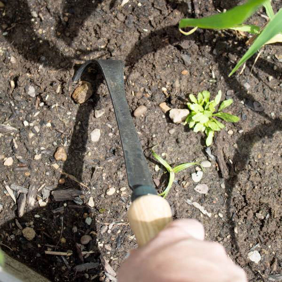 Dewit Bio 3 Tine Cultivator - Aerates Soil with Tempered Boron Steel Tines and Ash Wood Handle, 12.5 inches long