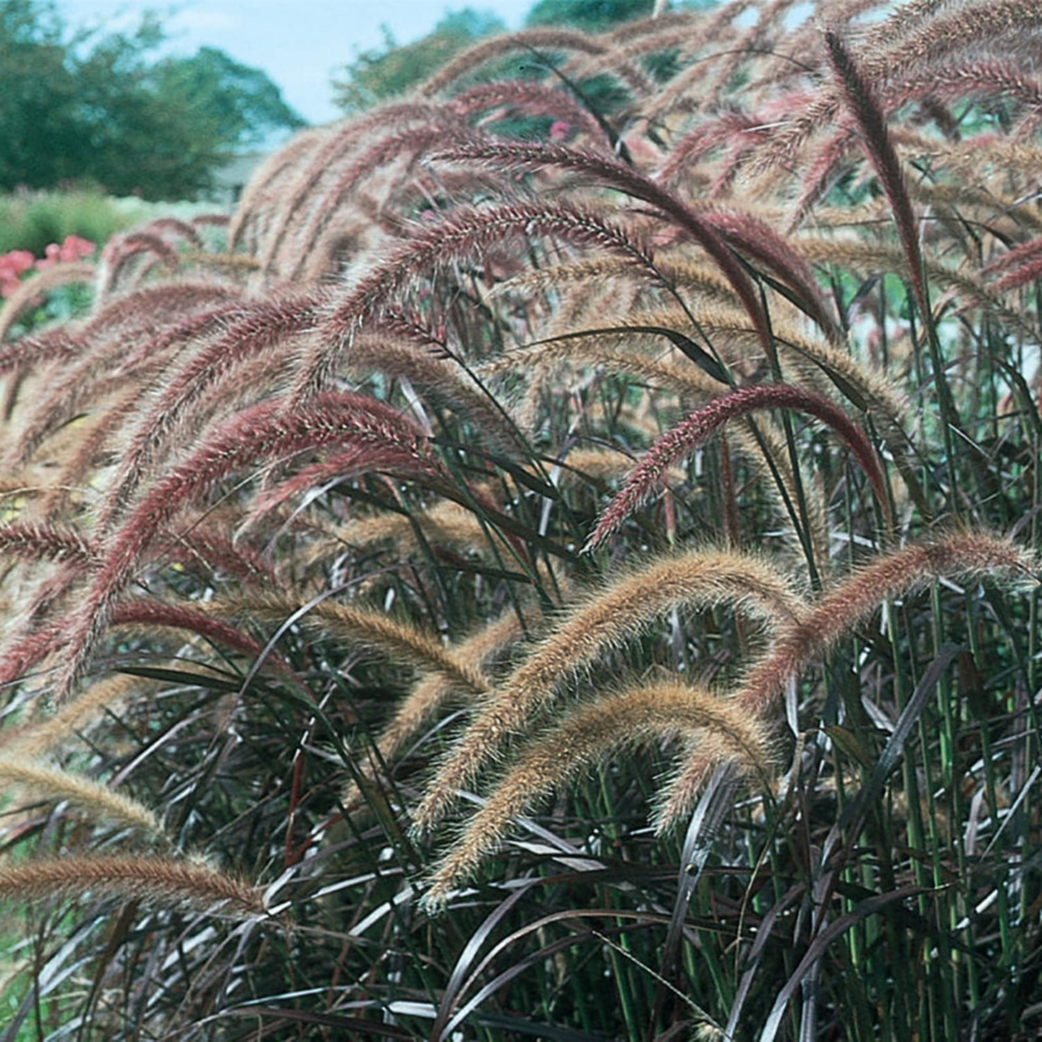 Proven Winners 8" Purple Graceful Grasses Purple Fountain Grass Purple Fountain Grass Live Plant in 6.5" Pot