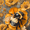 Bumblebee Flower Wildlife Nature, variant on UXIEQU 12x16 Inch Lobster Seafood Art Canvas Wall Art Kitchen Cottage Decor