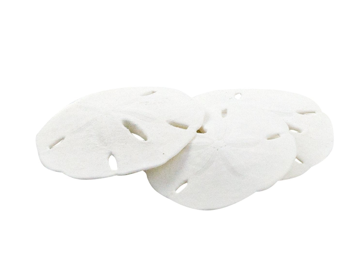 Sand Dollar | Real Sand Dollars 3'-3 1/2' (Set of 3) | Sand Dollar Shells | Seashell Wedding | Sand Dollars for Crafts