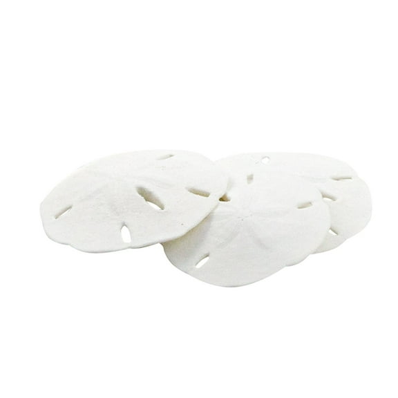 Sand Dollar Real Sand Dollars 3 to 3.5in (Set of 3) Sand Dollar Shells