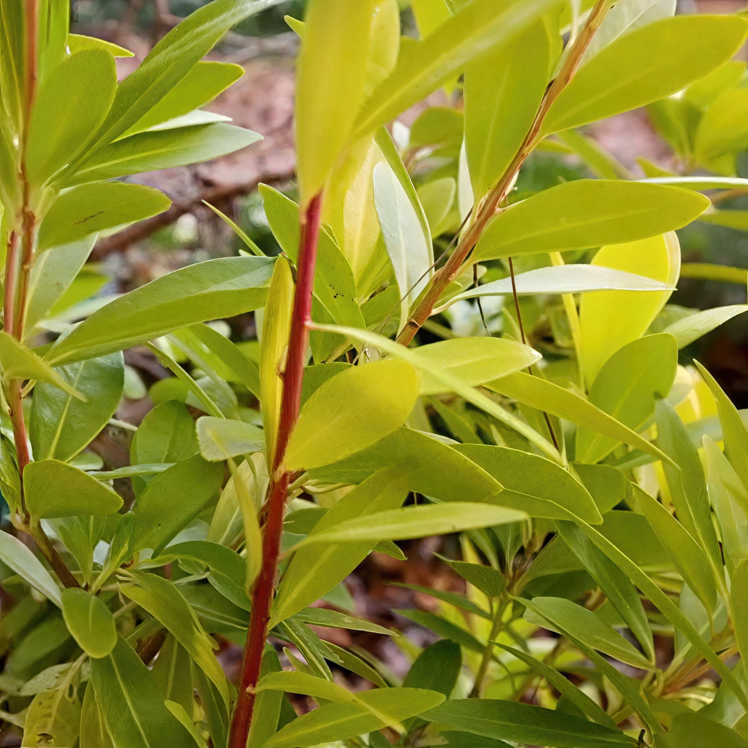 National Plant Network 3 gal. Illicium Florida Sunshine