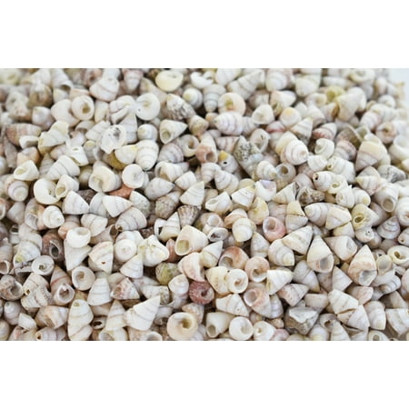 Pearl Turbo Shells (1/2 lb (1000+) Very Tiny Venetian Pearls Mini Shells 1/4