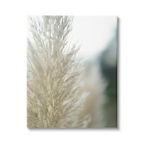 Stupell Industries Natural Pampas Grass Photography Scene Photograph Gallery Wrapped Canvas Print Wall Art, Design by Jason Johnson