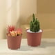 thumbnail image 3 of 200 Piezas 8,5 cm Macetas Redondas de Plástico Macetas Pequeñas para Plantas de Vivero Pequeñas Plantas En Macetas, 3 of 8