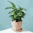 thumbnail image 2 of Hvmvliv Flowerpot Large Plastic Plant Pots with Saucers - 17x15.5x13cm Indoor Outdoor Flower Pots with Drain Holes for Succulents Herbs Cactus Pink, 2 of 6
