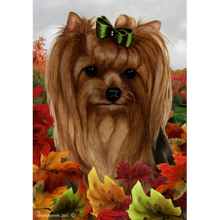 Yorkie Show Cut - Best of Breed Fall Leaves Garden (Best Dog Breed For Me Test)