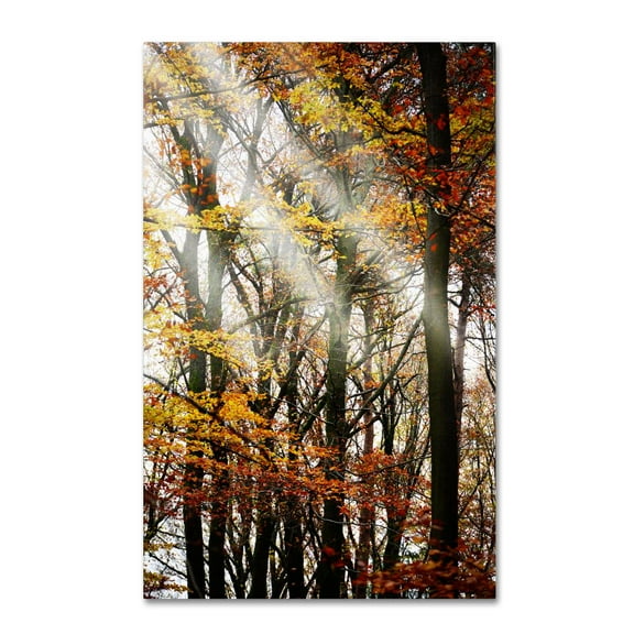 Trademark Fine Art "Just the Light" Canvas Art by Philippe Sainte-Laudy