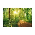 thumbnail image 3 of Green Forest Sunlight Nature Wilderness Photography Canvas Wall Art for Home Decor Ready-to-Hang, 3 of 18