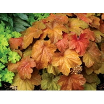 Daylily Nursery 4 Inch Coral Bell Live Plants (2 Count)