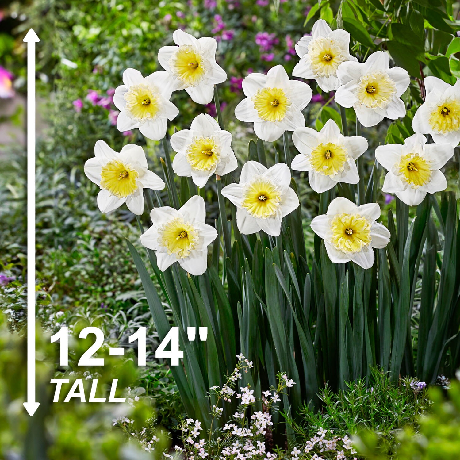 Garden State Bulb Narcissus Large Cupped Ice Follies Daffodil Flower Bulbs, 16/18cm (Bag of 50)