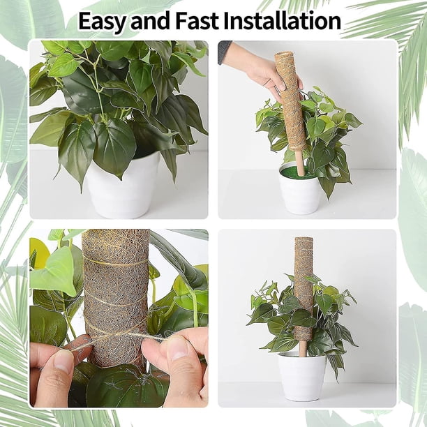 philodendron green congo 4