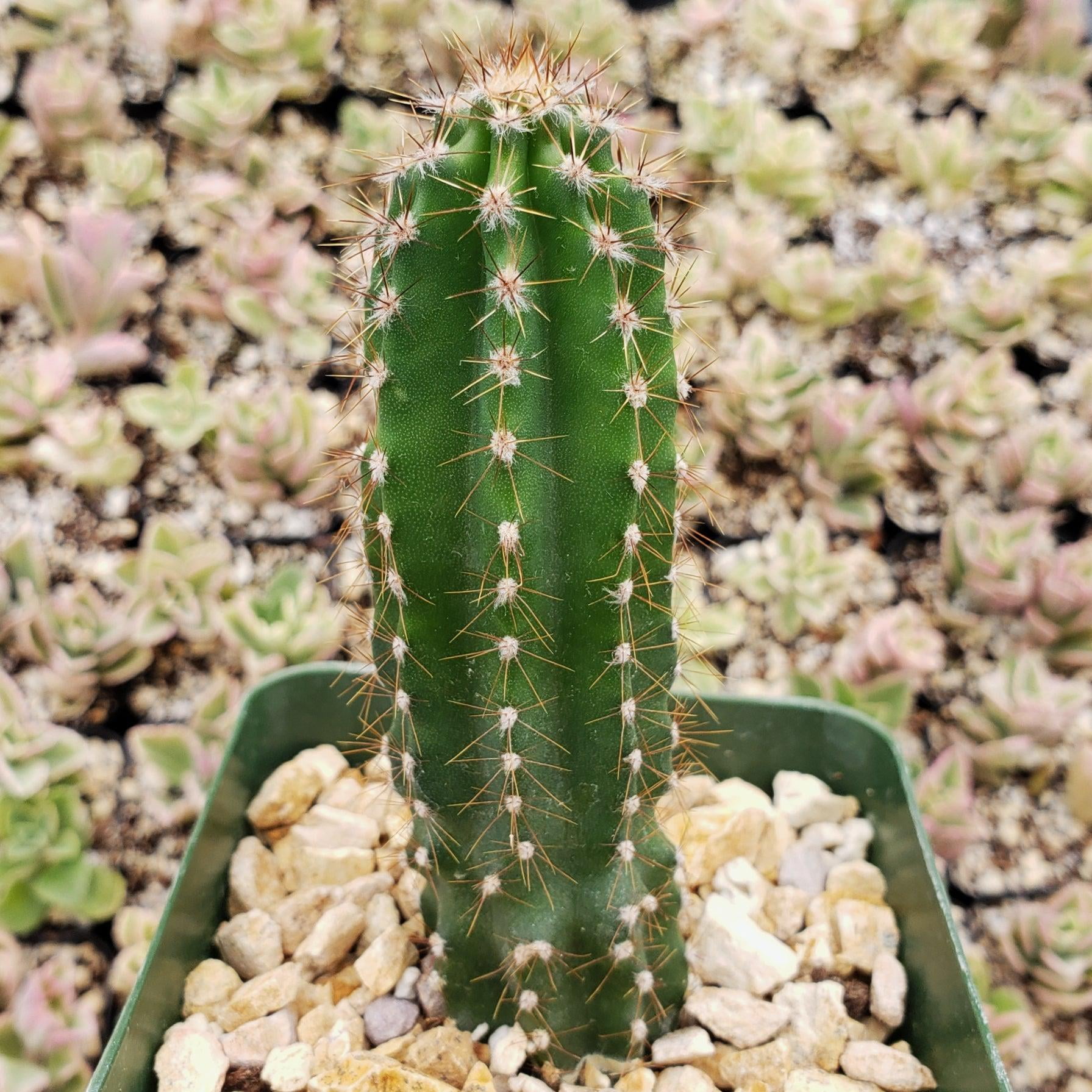 RedCrocus Peruvian Apple Cactus-Cereus peruvianus-Unique indoor plant  10" Pot