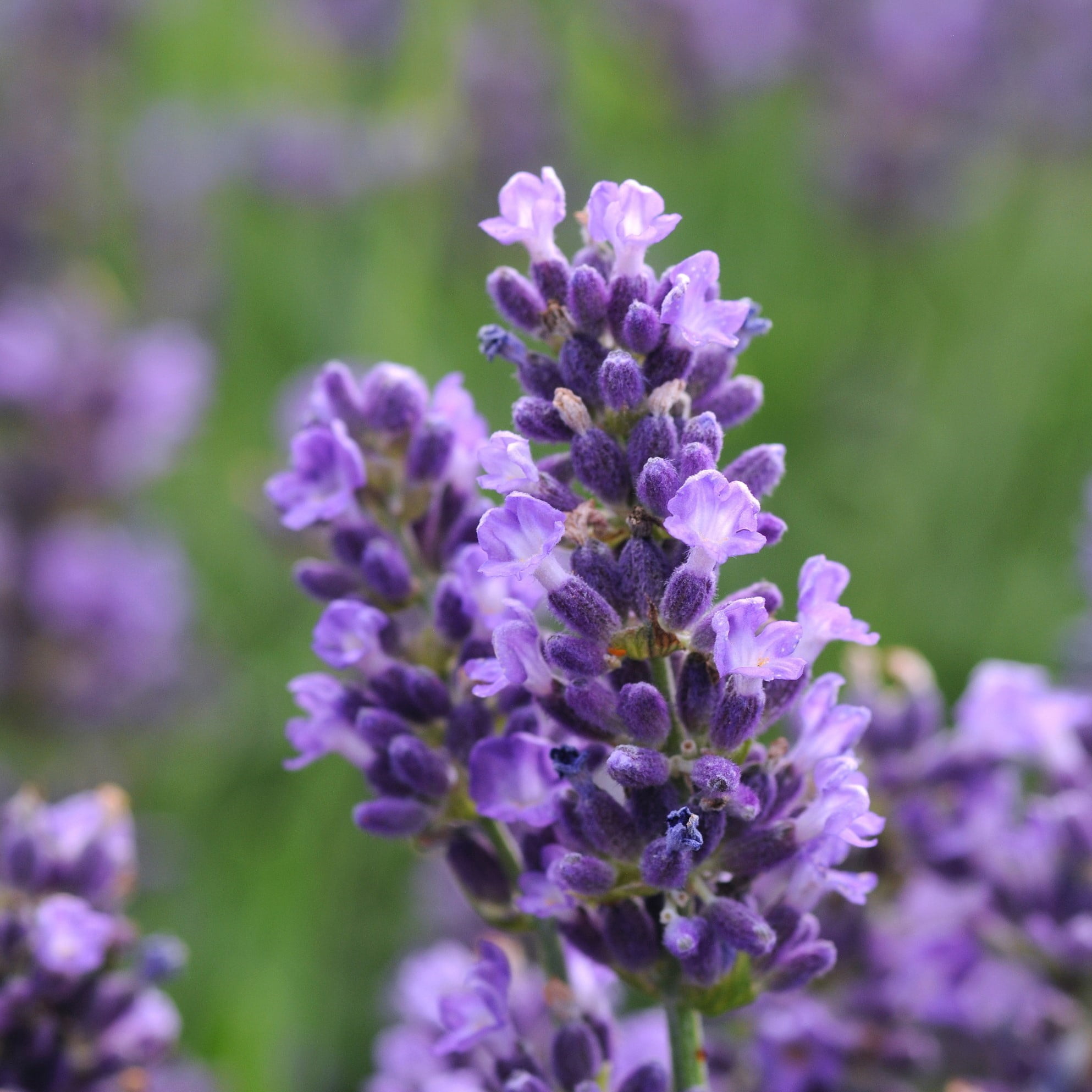 Expert Gardener 2.5 Quart Purple English Lavender Perennial Outdoor Live Plants Full Sun
