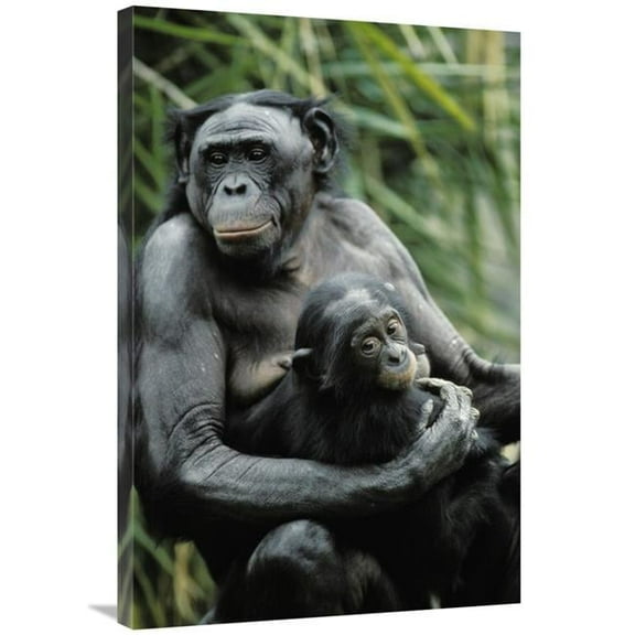 24 x 36 in. Bonobo Mother & Baby, Native to Africa Art Print - Konrad Wothe