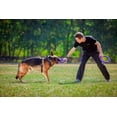 thumbnail image 4 of Puller Standard (12"D) Training Toy, 4 of 4
