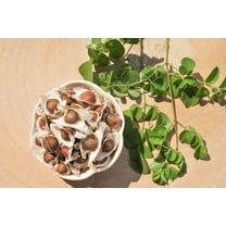 Moringa Seeds 30 Count - Large - Pkm1 Variety - Local Organic non-gmo - � Germination Rate