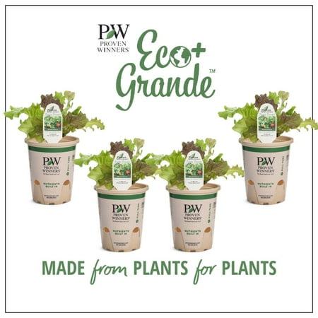 Proven Winners 4-Pack, 4.25 in. Eco+Grande, Mix Lettuce Live Plant Vegetable
