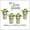 4-Pack, 4.25 in. Eco+Grande, Mix Lettuce Live Plant Vegetable