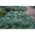 Mondo Grass Ophiopogon Japonicus Gallon Size Plants Shade