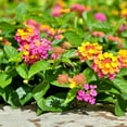 thumbnail image 2 of Lantana Confetti  30 Live Plants  Lantana Camara  Colorful Garden Shrub  Drought Tolerant Perennial Plants, 2 of 9