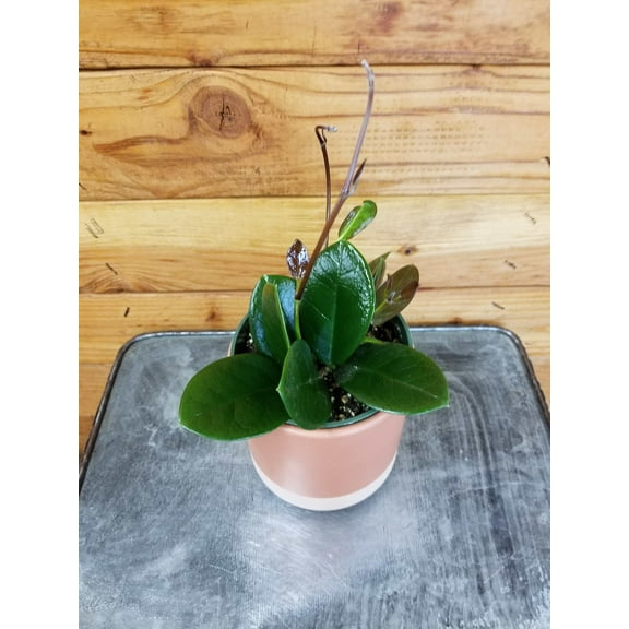 Hoya Australis, 4" Plant, The Plant Farm