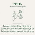 thumbnail image 2 of Traditional Medicinals Tea, Organic Fennel, Promotes Healthy Digestion, 16 Tea Bags, 2 of 5