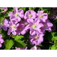 thumbnail image 3 of Clematis Comtesse de Bouchard - 3 Live Plants in 4 Inch Growers Pots - Clematis 'Comtesse de Bouchard' - Ready to Be Planted - Beautiful Pink Bloom Flowering Vine, 3 of 5