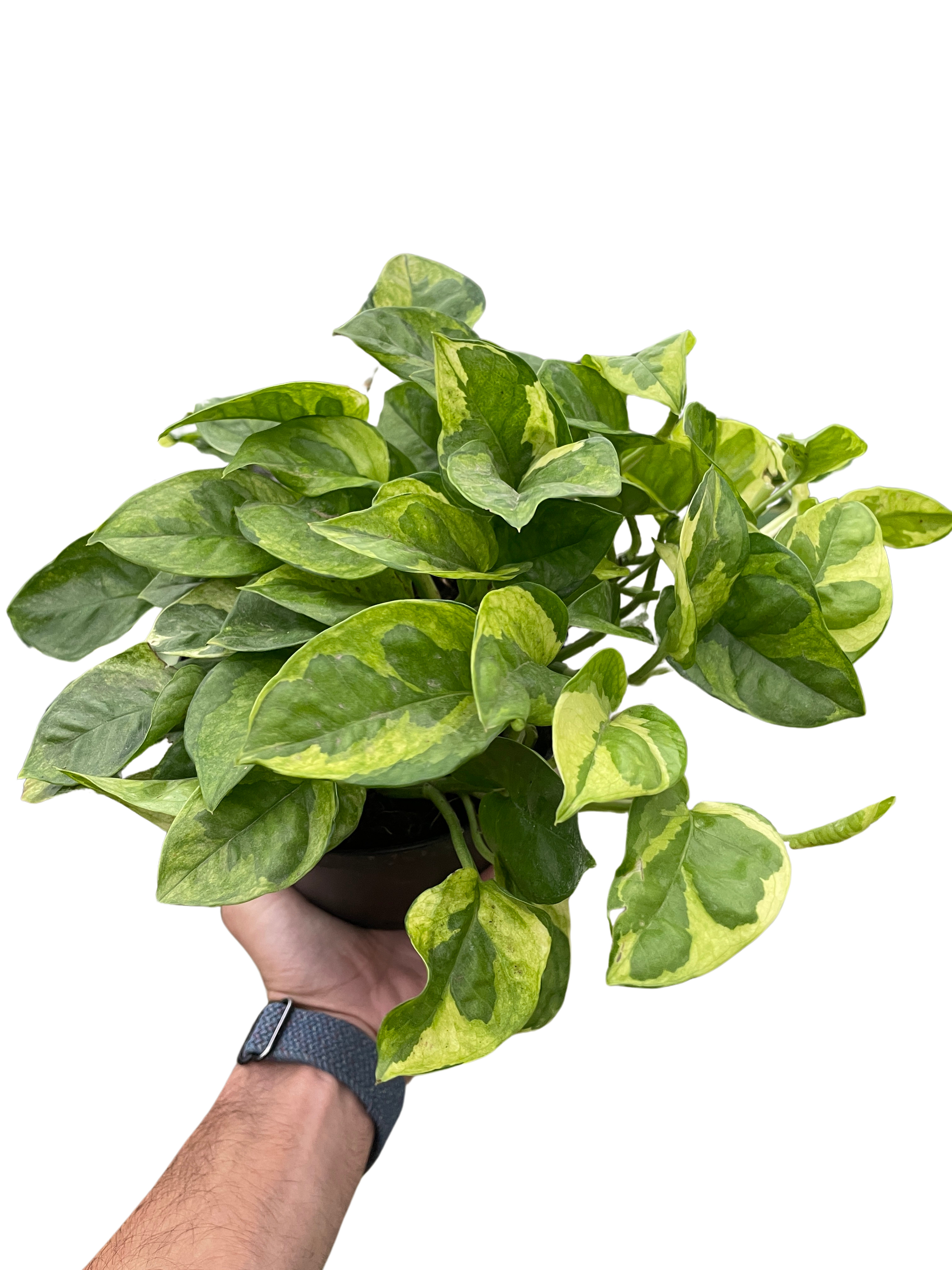 Pothos 'Lemon Meringue', 6" Pot, Indoor Houseplant, Easy Care, Live Plant for Indoor & Outdoor