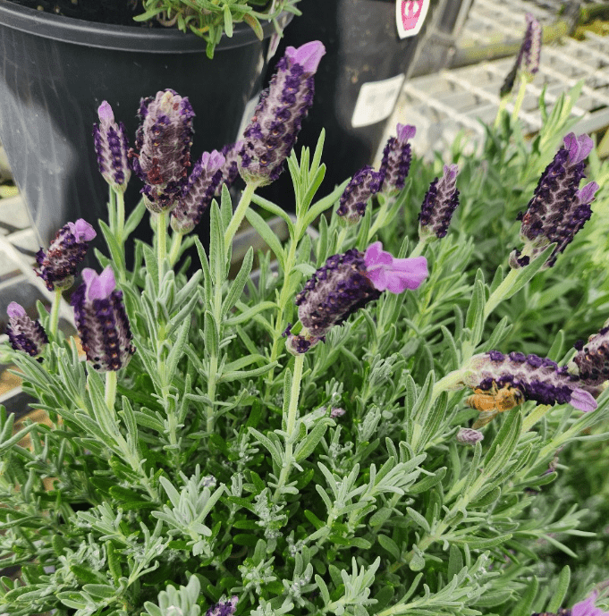 Set 2 Lavender Spanish Plants Live, Fragrant Lavender Flowering Herb for Indoor Outdoor Planting, 4-8 Inch Tall, Ready to Grow