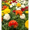 thumbnail image 3 of Mixed Ranunculus - 30 bulbs, 3 of 3