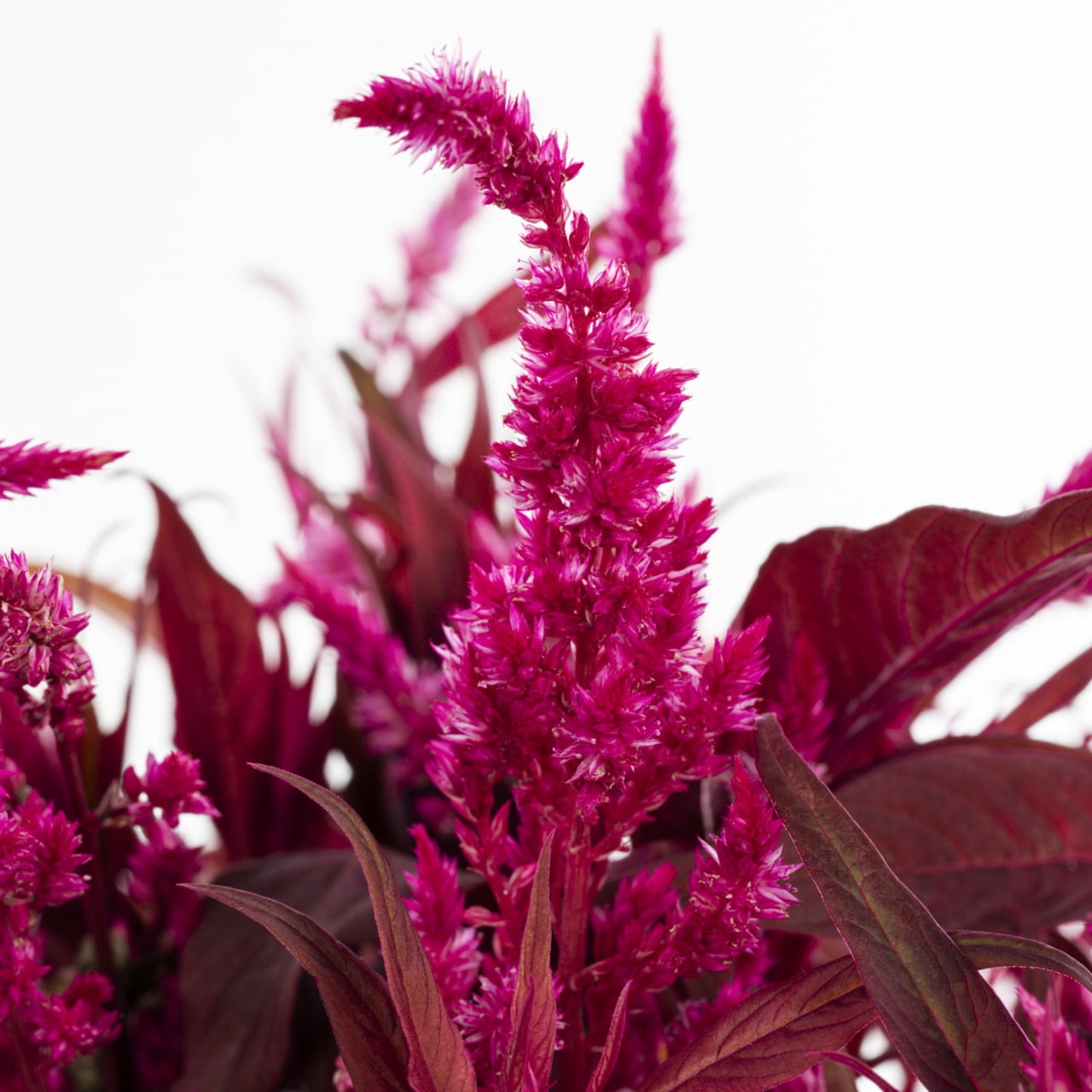Dragons Breath 1.5gal Red Celosia Live Annual Plant Decorative Pot Sun
